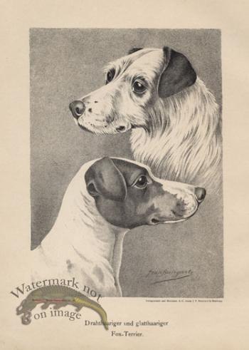 1890s Dogs 06